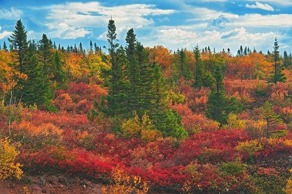 Canada-Nova Scotia-Cape Breton Island Forest in autumn foliage